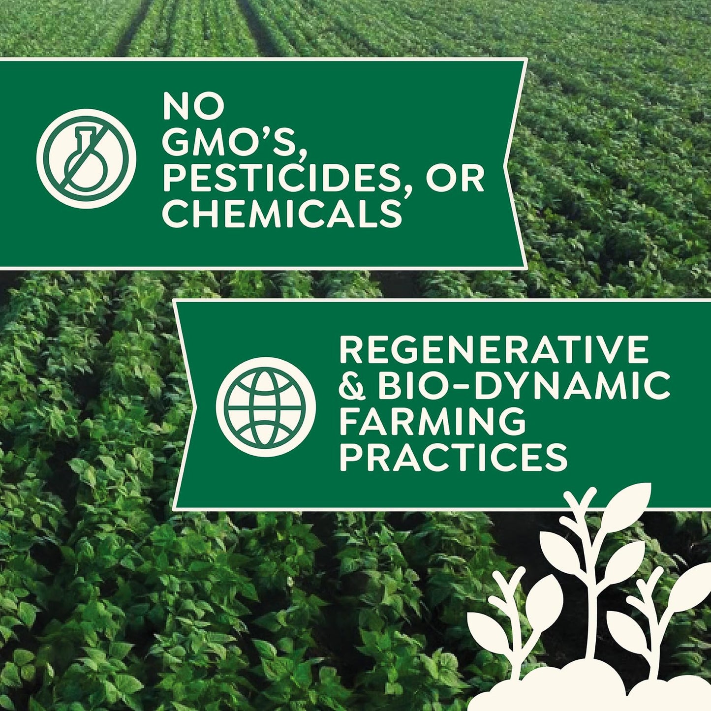 Organic Buckwheat Flour 1.5 lb - Non-GMO, USDA Organic, Gluten Free, Vegan - For Baking Bread, Pancakes, and More! Grown In USA, Farmed From Regenerative Soil by Doudlah Farms